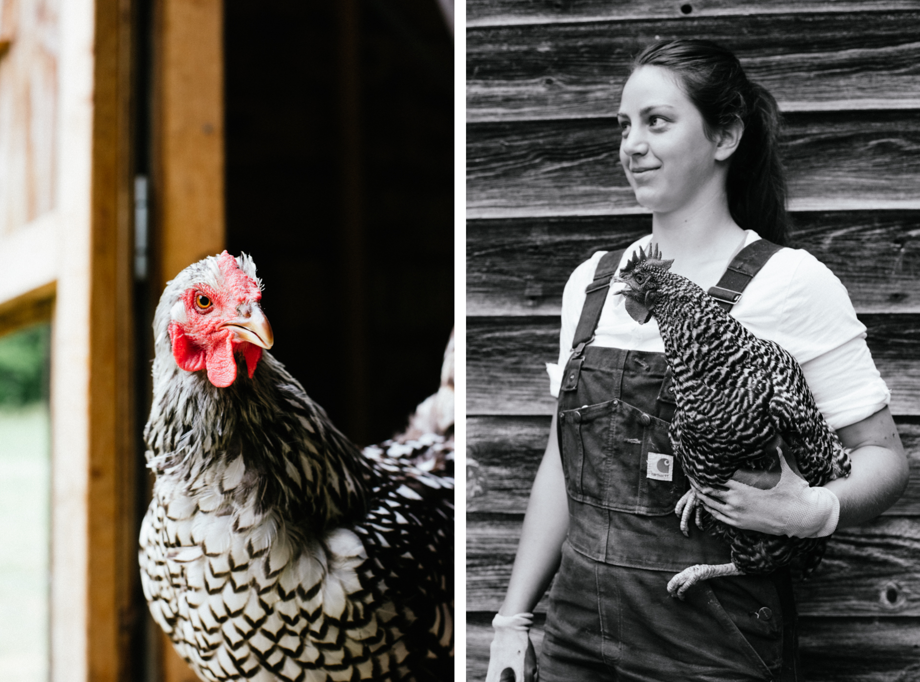 Jen & Hen Diptych for Website