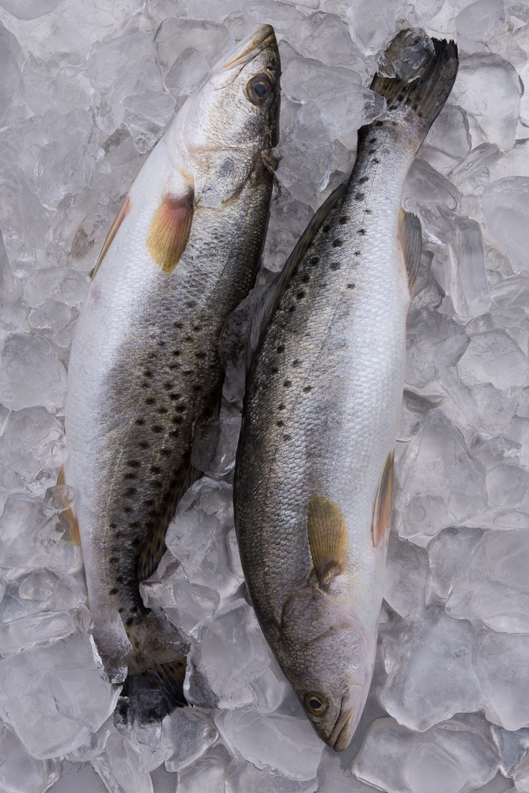 Speckled Trout Lightroom-0342